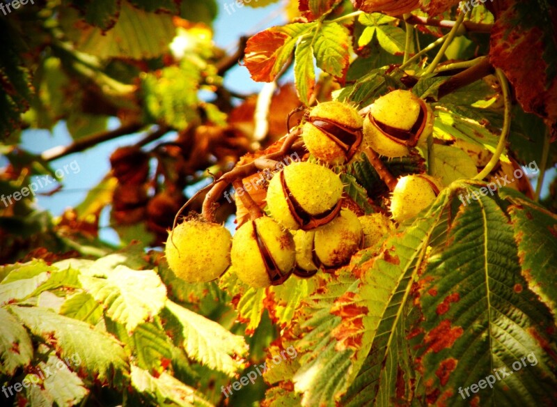 Chestnut Nature Plants Autumn Weather Horse Chestnut