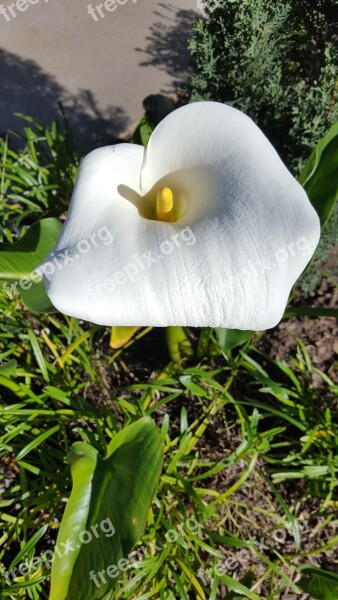 Calla Lily Flower Garden Easter Free Photos