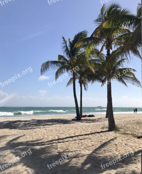 Beach Lauderdale Palm Trees Free Photos