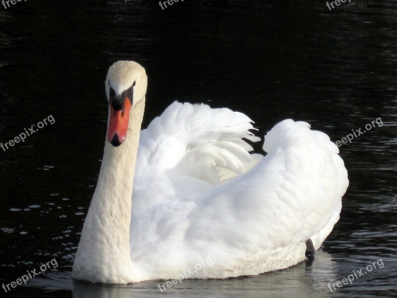 Swan Swans Water White Nature