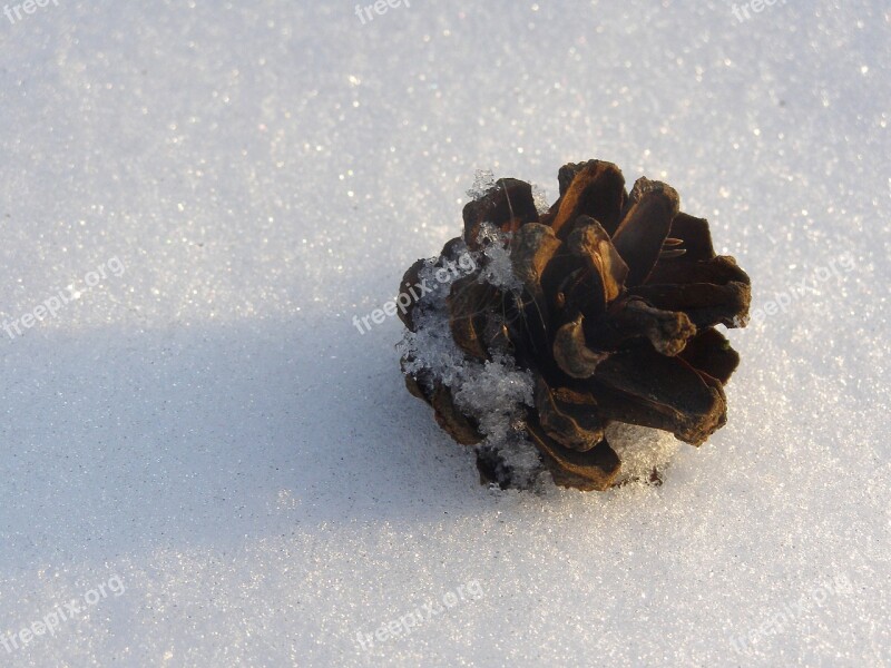 Pine Cone Forest Winter Pine Nature