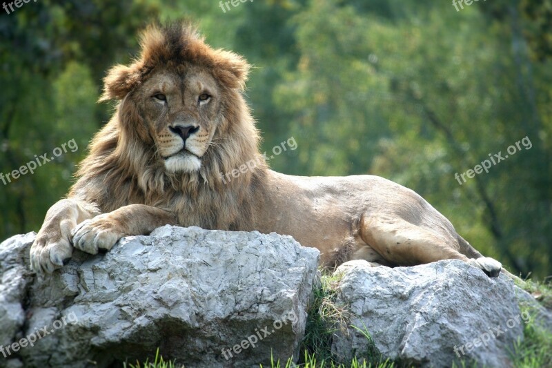 Lion Feline Animal World Safari Nature