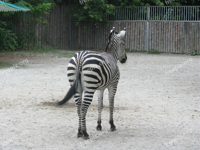 Giraffe Zoo Africa Animals Nature