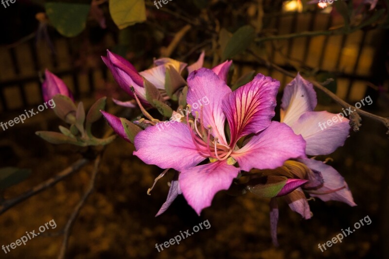 Magenta Flower Unam Nature Flowers And Gardens Unam Free Photos