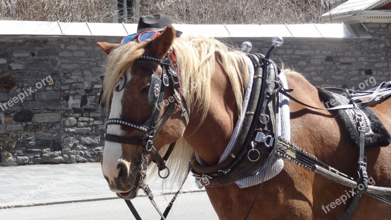 Horse Cart Montreal Chariot Free Photos