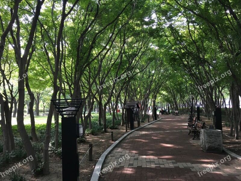 Daegu Park Wood Roost Free Photos