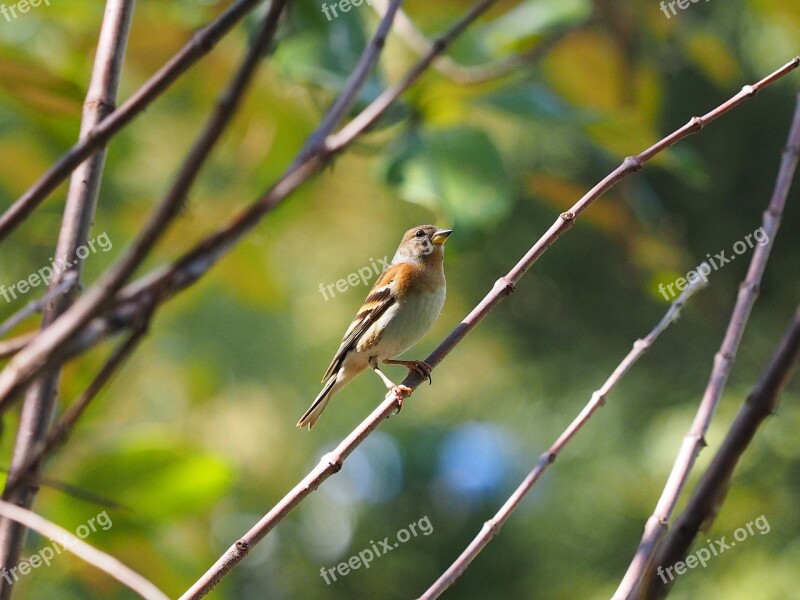 Flower Bird Taipei Daan Park Free Photos