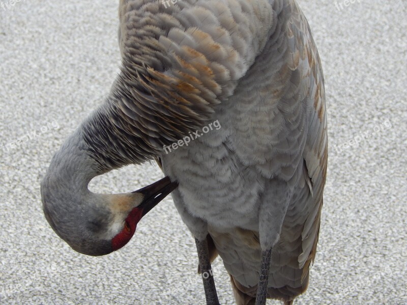 Sand Hill Crane Crane Florida Bird Free Photos