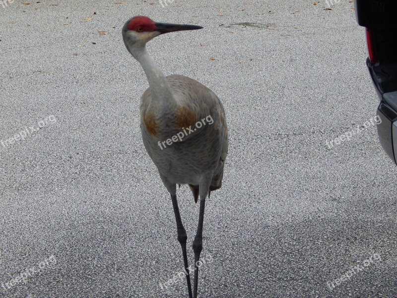 Sand Hill Crane Crane Florida Bird Free Photos