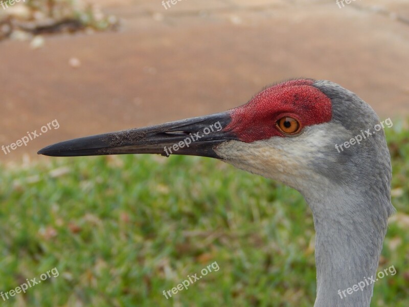 Sand Hill Crane Close Up Bird Florida Free Photos