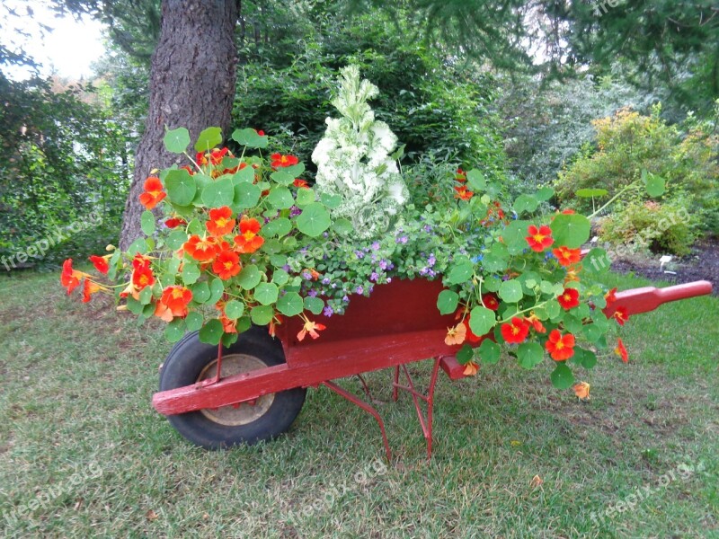 Botanical Garden Iceland Wheelbarrows Flowers Free Photos