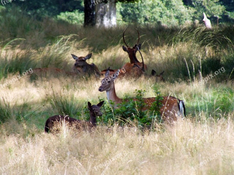 Fallow Late Summer Forest Veluwe Hiking