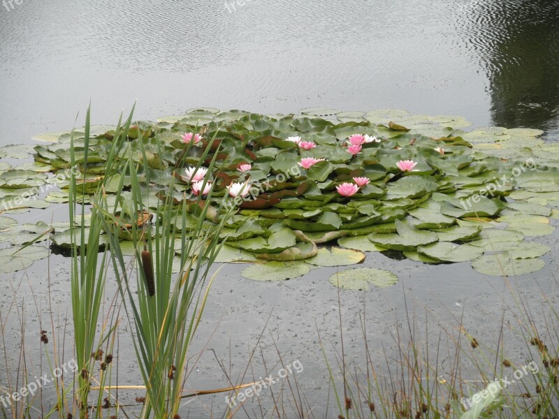 Water Lilies Pond Pink Flowers Free Photos