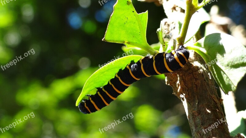 Caterpillar Transformation Metamorphosis Challenge Nature