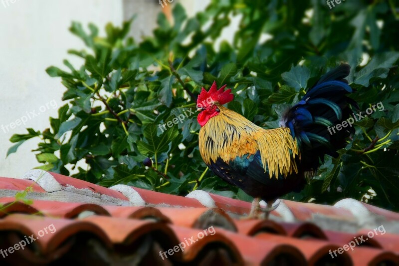 Hahn Roof House Animal Chicken