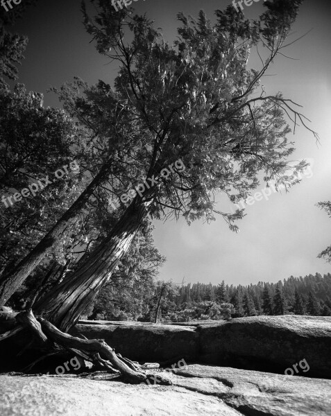 Yosemite Mountains Forest Tree B W