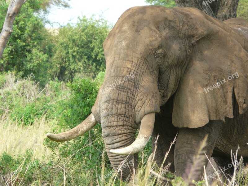 Elephant African Savanna Safari Wildlife