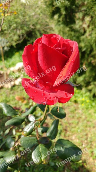 Red Rose Rosa Flower Plant Bud