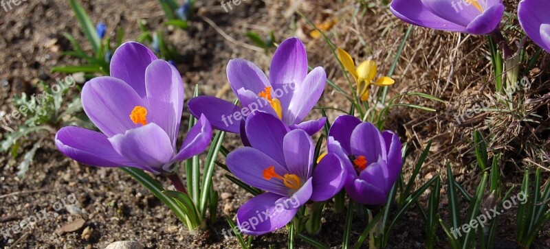 Krokus Spring Flower Garden Free Photos