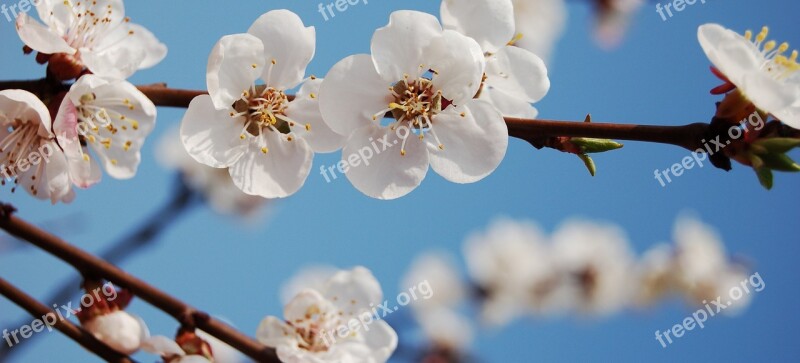 Apple Flower Apple Flower Garden Spring