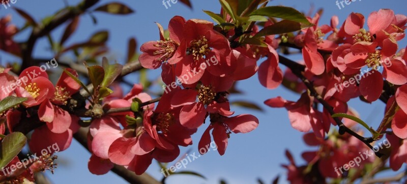 Malus Paradise Apple Flowers Free Photos