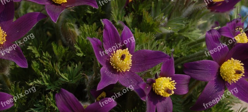 Sasanka Flower Spring Pulsatilla Vulgaris Free Photos