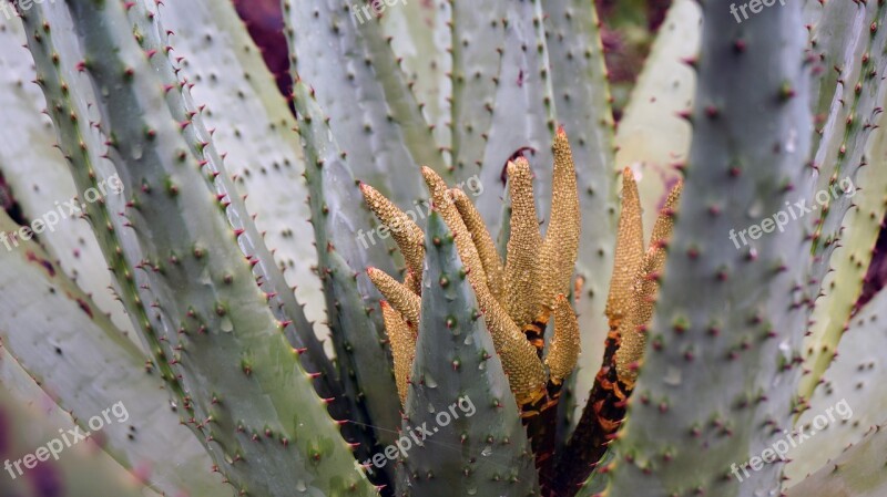 Canary Islands Botanical Garden Subtropical Plants Bloom