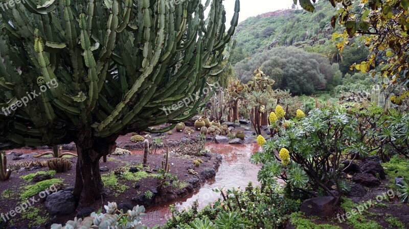 Canary Islands Botanical Garden Subtropical Plants Bloom