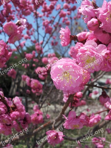 Plum Flowers Spring Pink Flower Tree