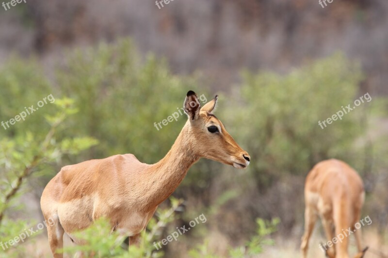 South Africa Pilanesberg National Park Wilderness Impala