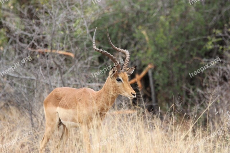 South Africa Pilanesberg National Park Wilderness Impala