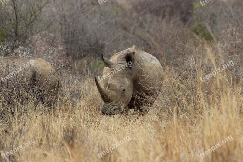 South Africa Pilanesberg Rhino National Park Wilderness