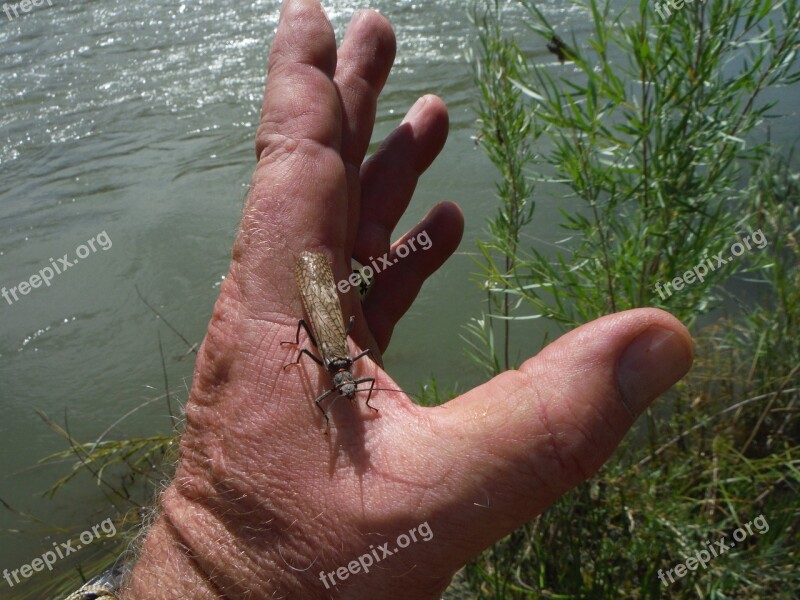 Fishing River Salmon Fly Summer Freshwater