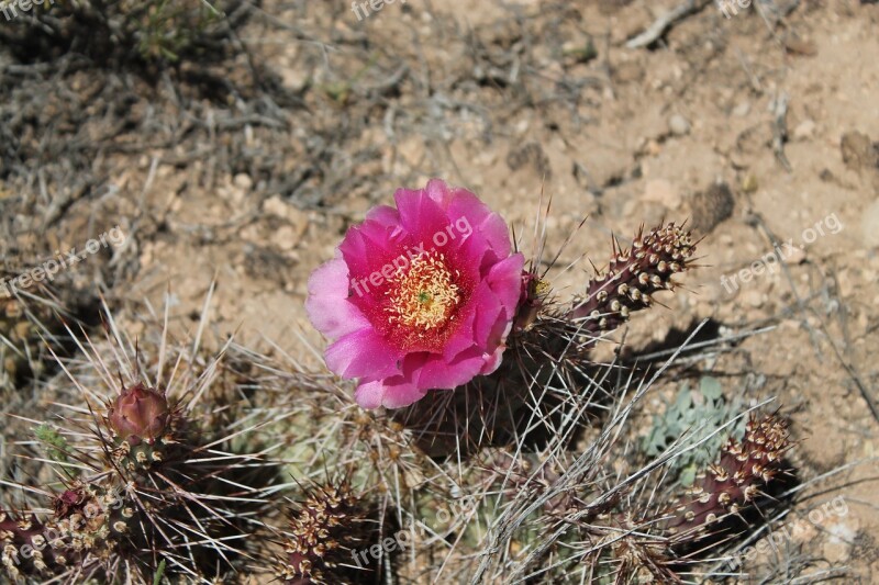 Cactus Flower Red Nature Botanical