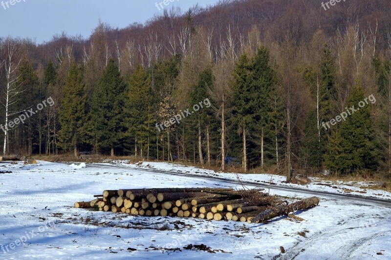 Wood Felling Of The Forest Felling Stock Photo Of The Tree Tree