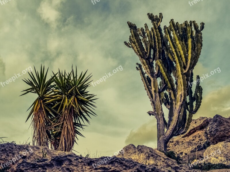 Cactus Rock Landscape Nature Geology