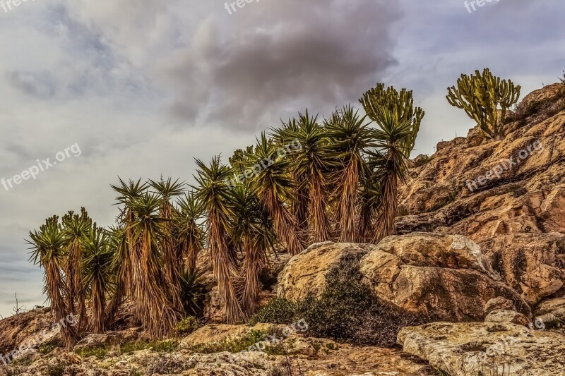 Cliff Rock Cactus Landscape Nature