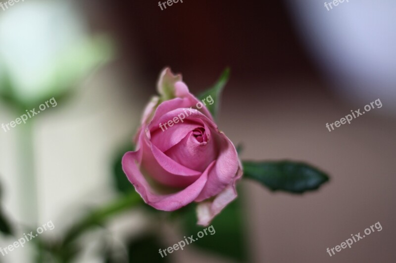 Roses Flowers Pink Flowers Free Photos