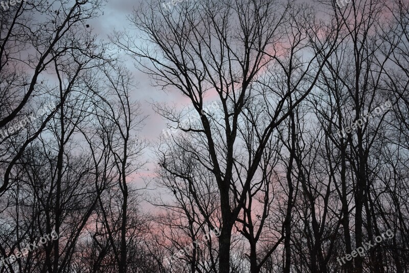 Sunrise Clouds Through Trees Sunrise Clouds Trees Plant