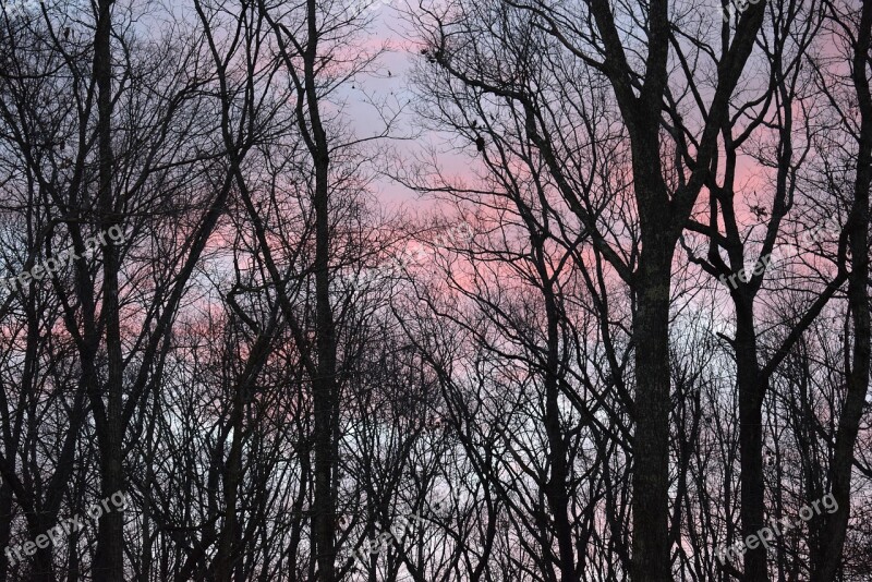 Sunrise Clouds Through Trees Sunrise Clouds Trees Plant