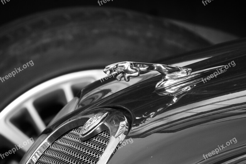 Jaguar Expensive Car Car Brand Auto Black And White