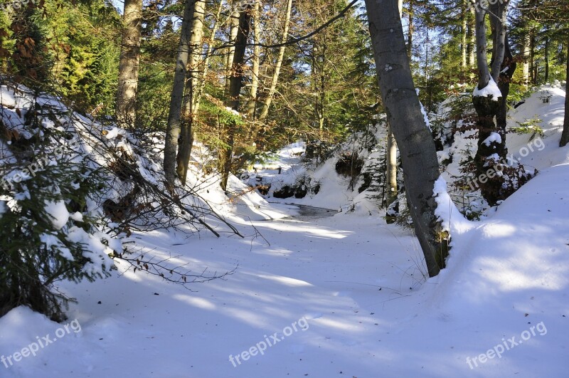 February Winter Forest Torrent Landscape