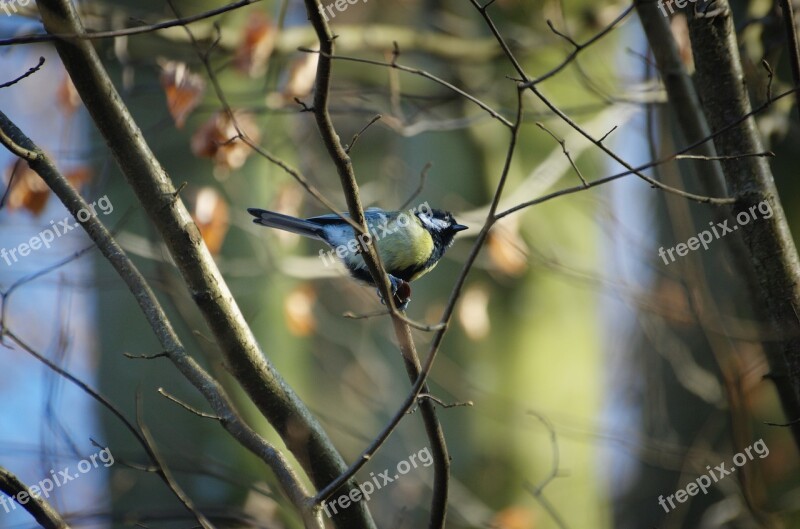 Tit Paridae Songbird Bird Free Photos