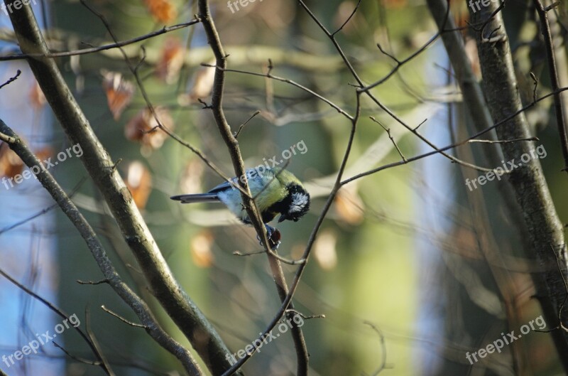 Tit Paridae Songbird Bird Free Photos