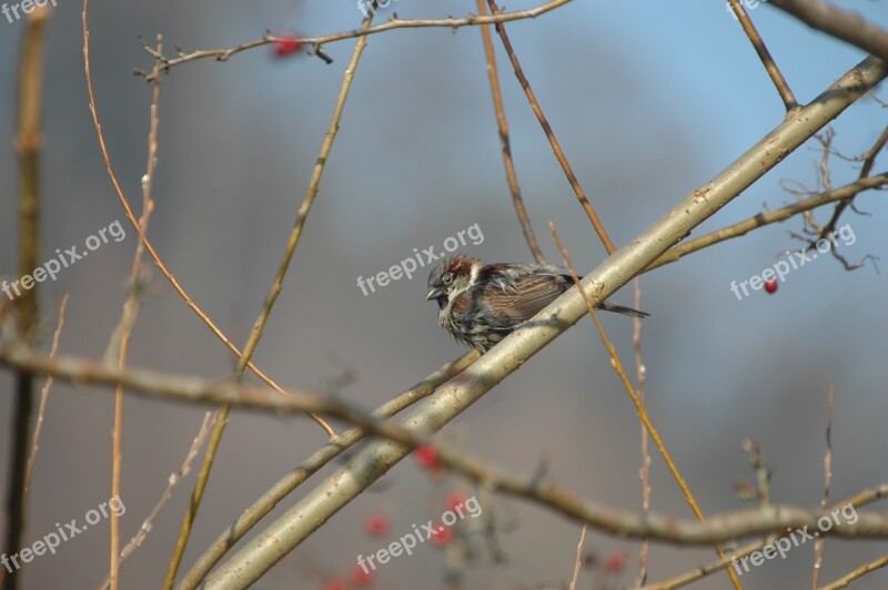 Sparrow Sperling House Sparrow Songbird Bird