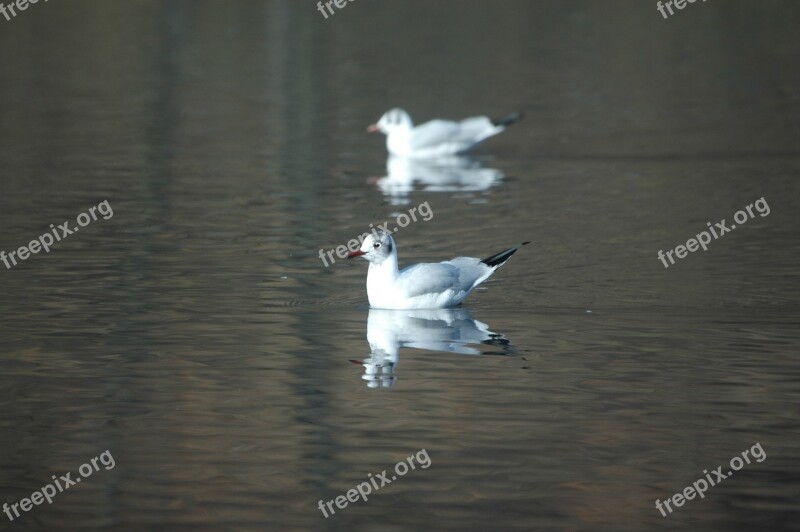 Gulls Waterfowl Birds Sea Birds Free Photos