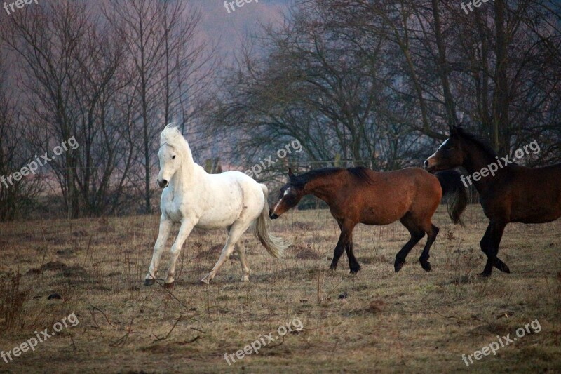 Horse Flock Mold Gallop Thoroughbred Arabian