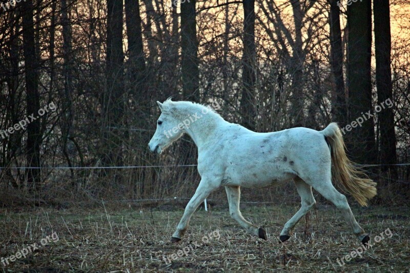 Mold Horse Trot Thoroughbred Arabian Pasture