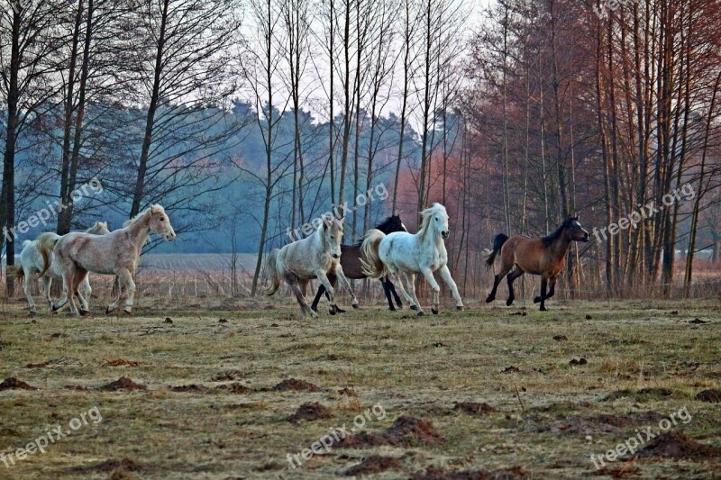 Horse Flock Gallop Pasture Thoroughbred Arabian