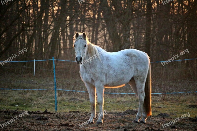 Horse Mold Thoroughbred Arabian Pasture Evening Light